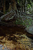 Kbal Spean, called also River of the Thousand Lingam, the riverbed and banks have been graven with linga and various sacred images of hindu divinities 